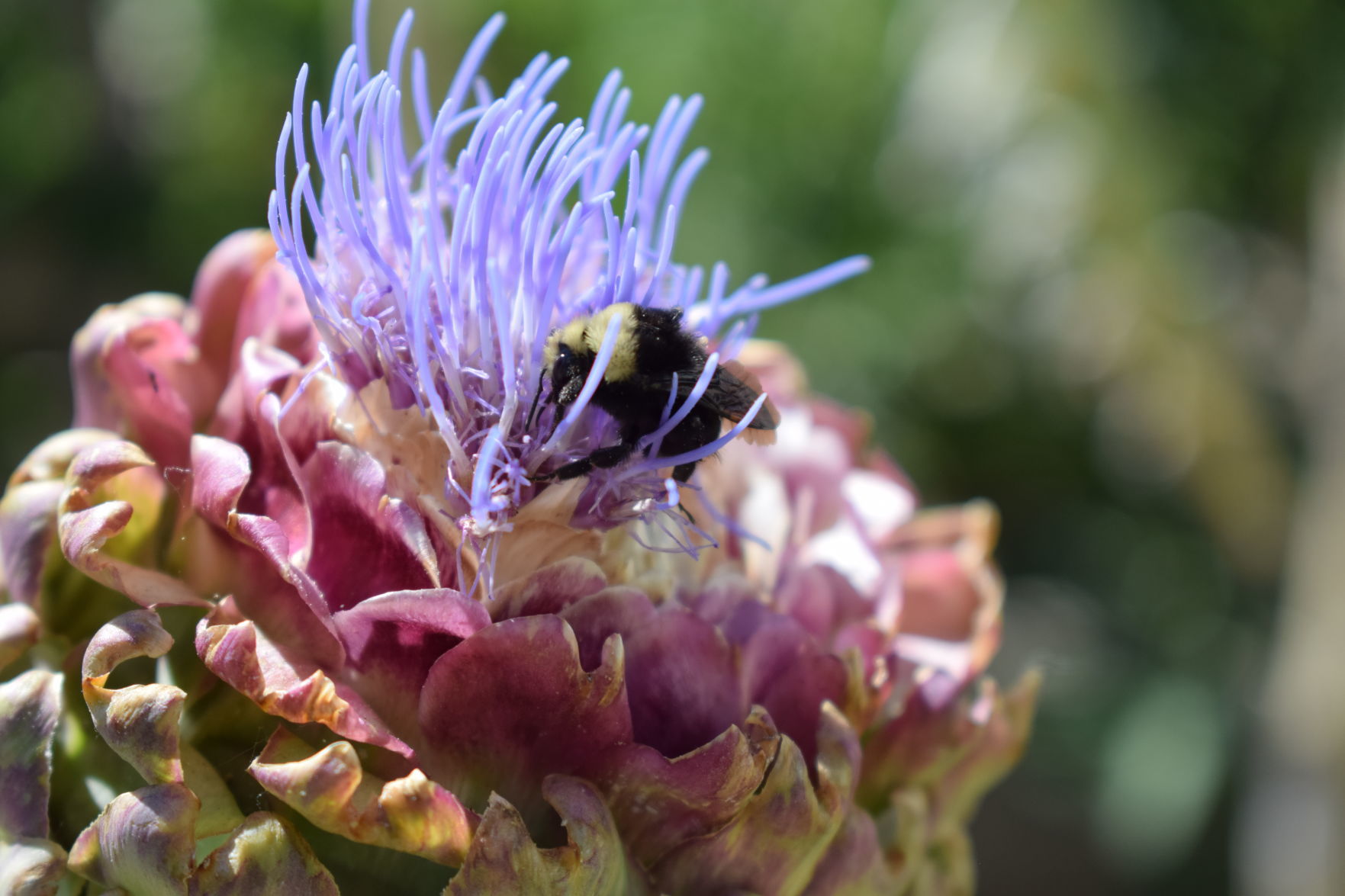 Bees
